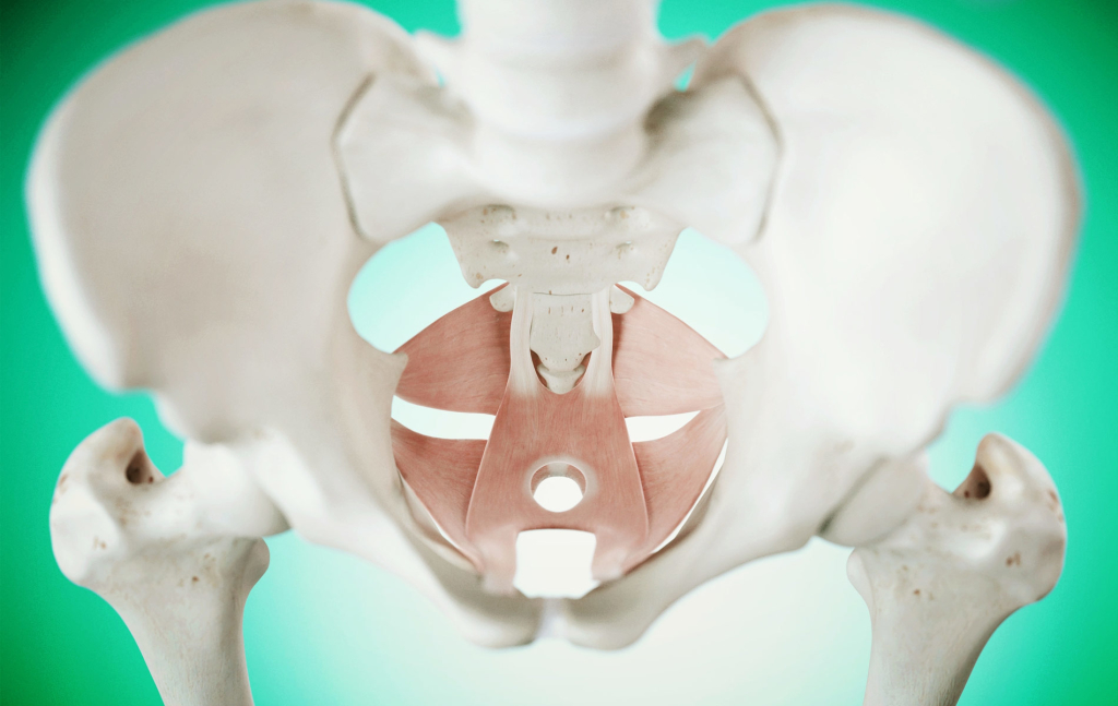 pelvis1900pxwide - Dayan Physiotherapy and Pelvic Floor Clinic